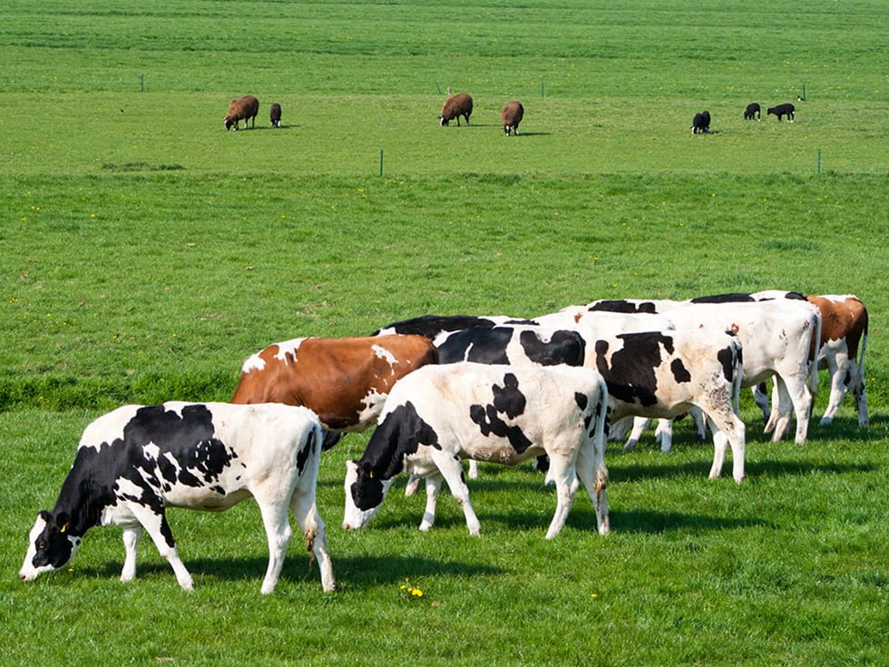 கலப்புப் பண்ணை mixed farming