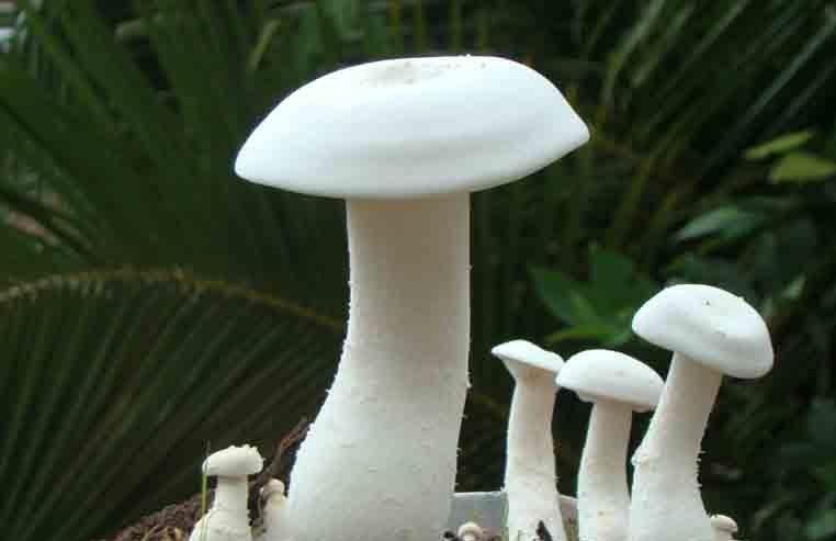 சிப்பிக் காளானின் mushroom 2