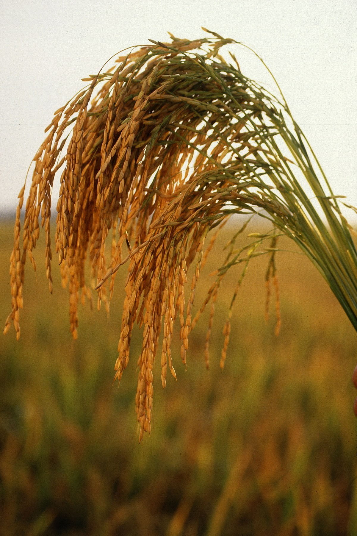 நெல்லுக்கு ஏற்ற சமச்சீர் உர மேலாண்மை!