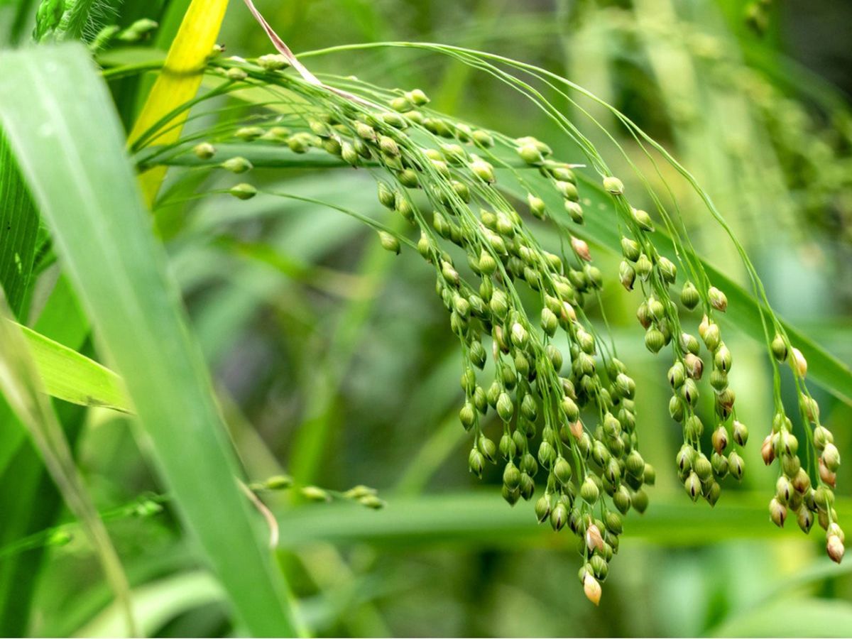 Foxtail Millet Cultivation and Its Benefits!