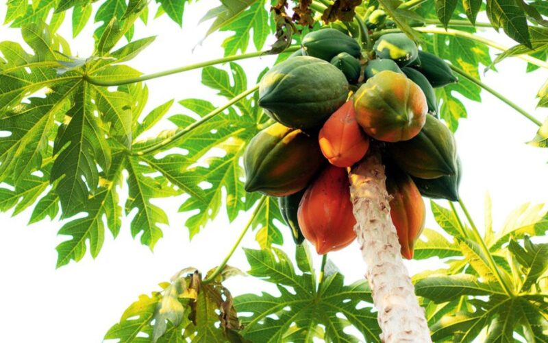 மரம் papaya