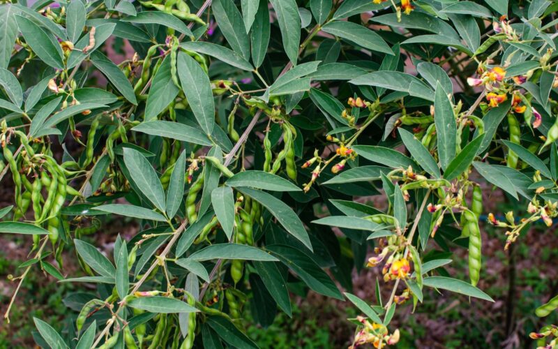 துவரை pigeon pea