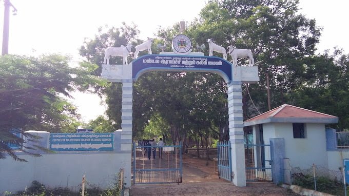 வெள்ளாடு pudukottai