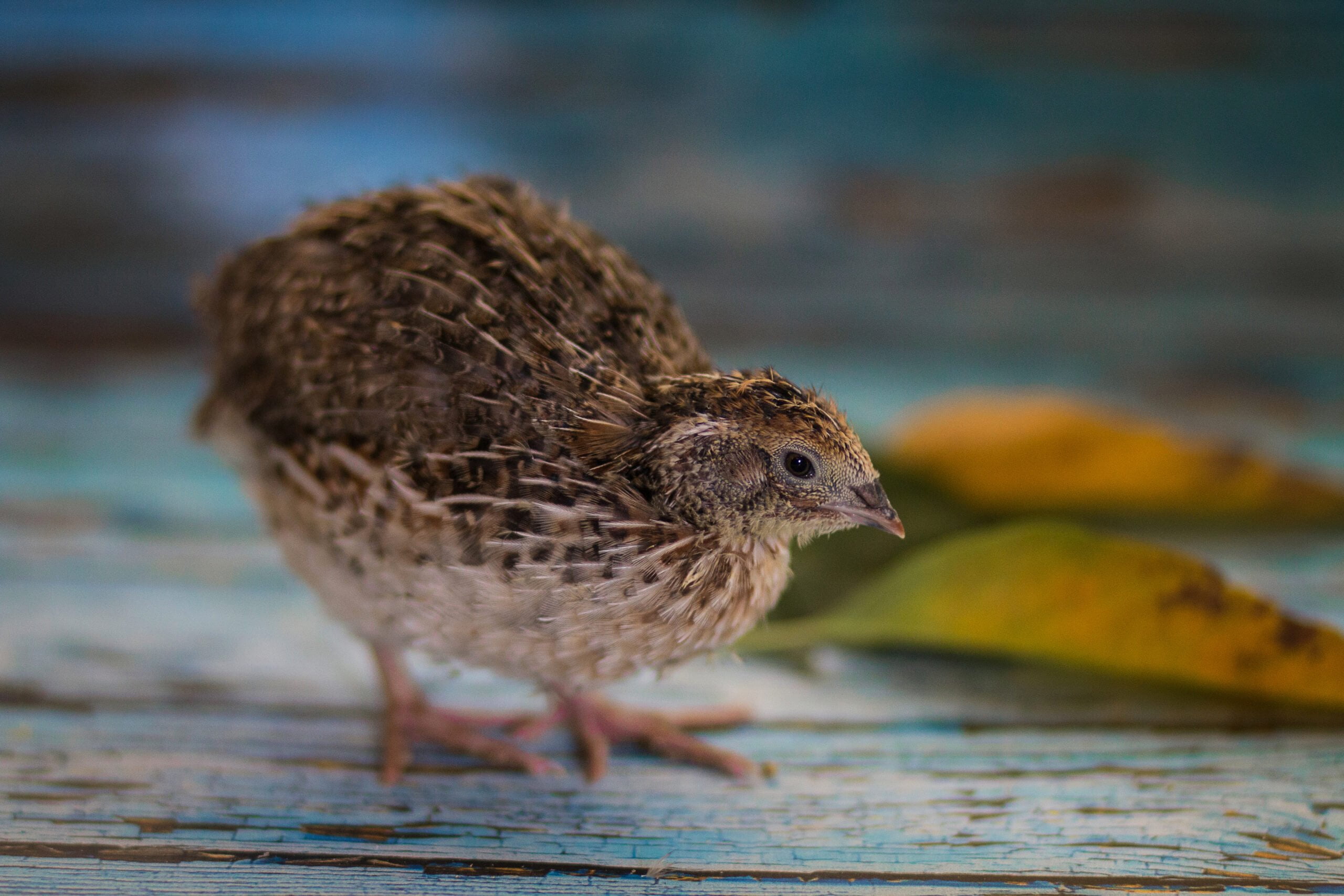 ஜப்பானிய காடை quails scaled