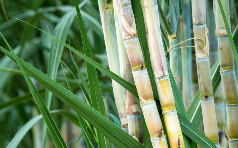 கரும்பை sugarcane 1