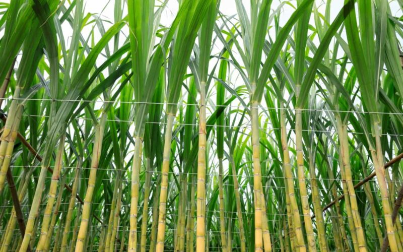 களை sugarcane white