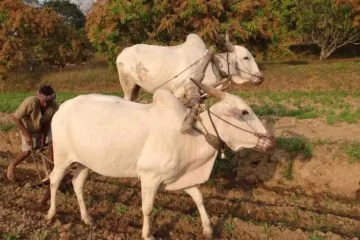 மழைநீரைச் சேமிக்கும் கோடை உழவு!