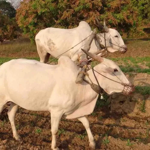 மழைநீரைச் சேமிக்கும் கோடை உழவு!