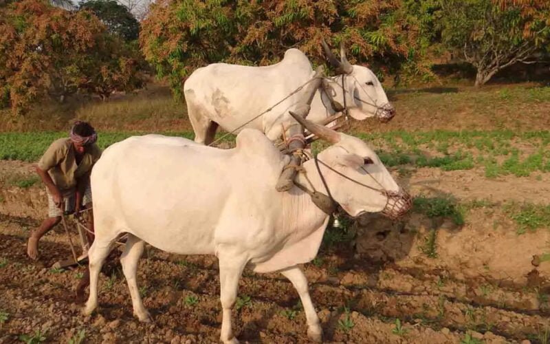 மழைநீரை summer farming