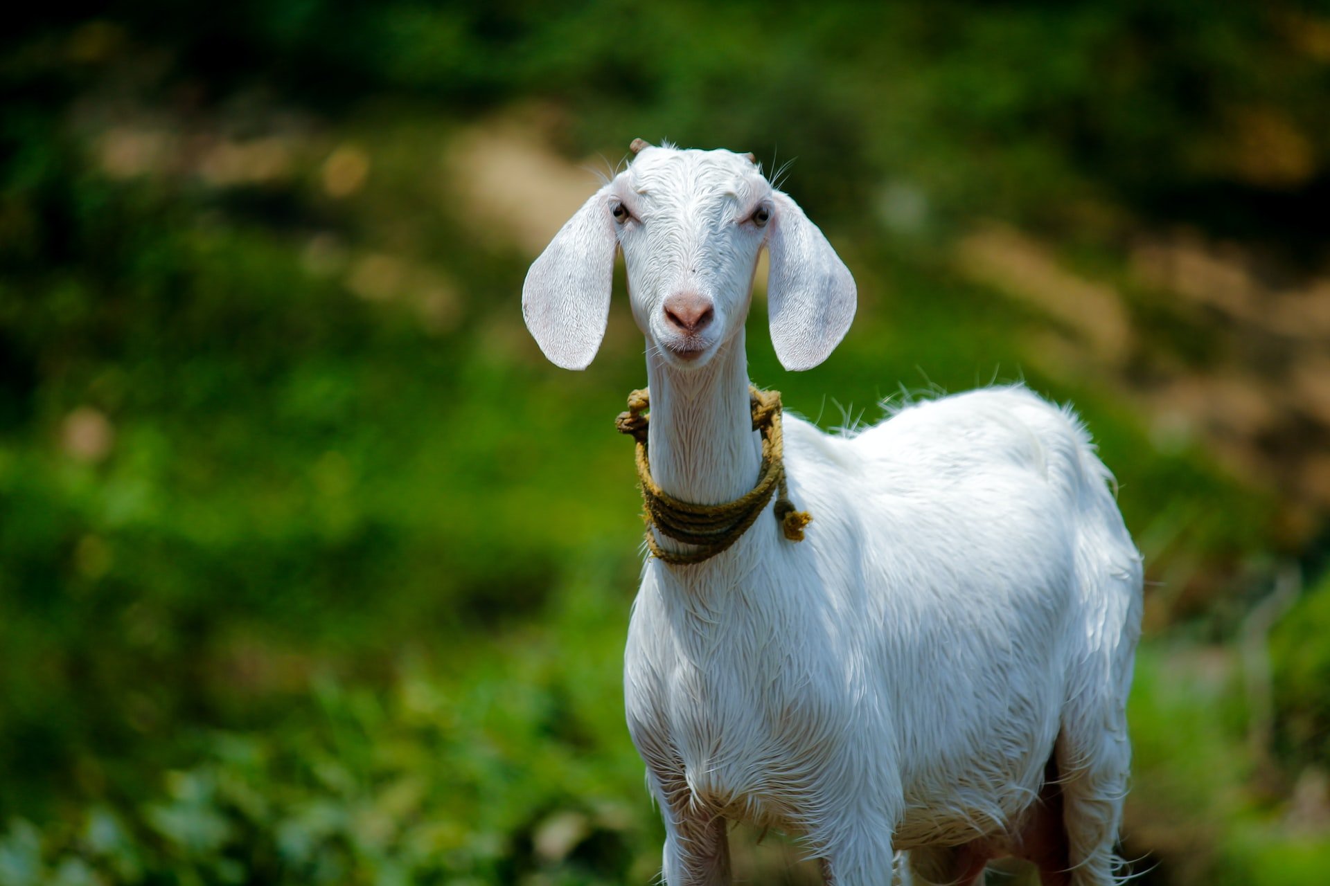 Profitable Goat Farming!