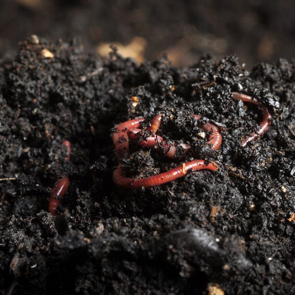 Methods of Vermicompost Production!
