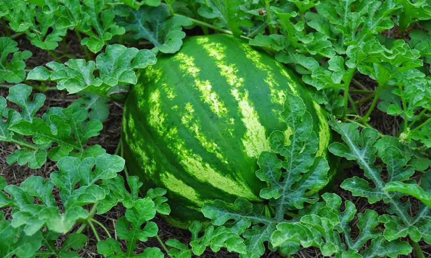 தர்பூசணி watermelon