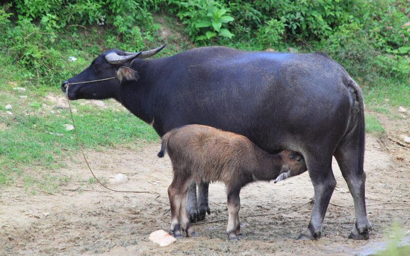 எருமை