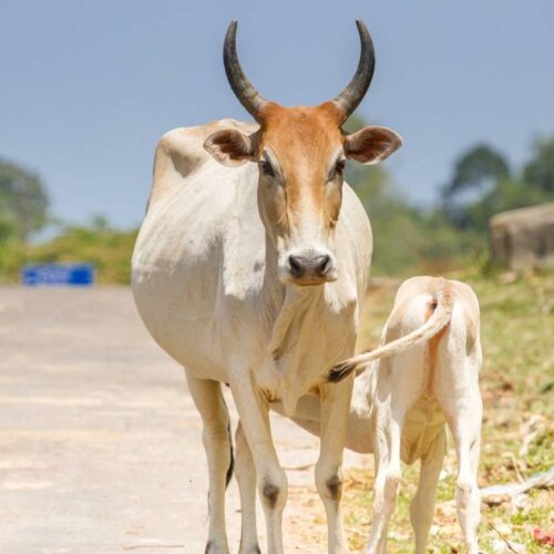 கறவை மாடுகளில் சினைப் பருவமும் அறிகுறிகளும்!