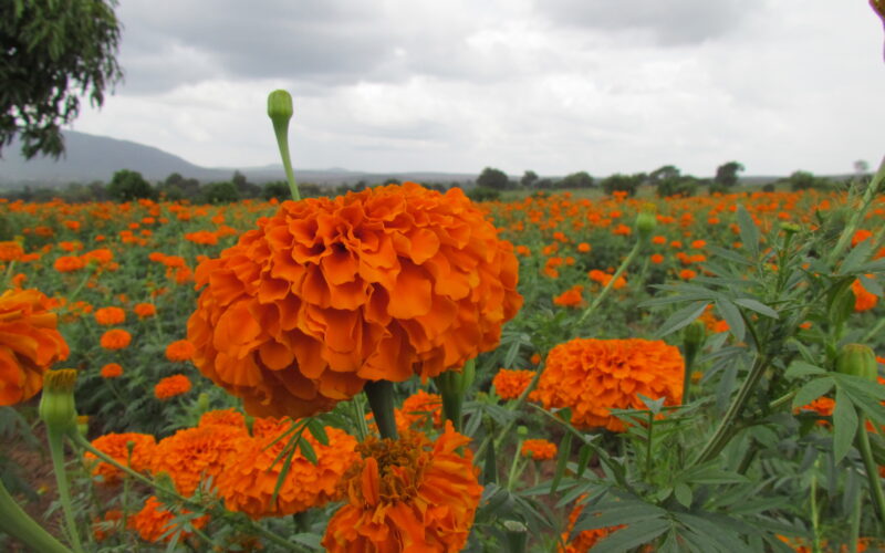 Cultivation of Chrysanthemum (Chendu Malli)!