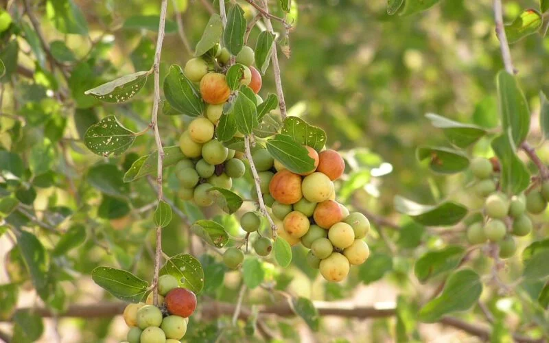 Cultivation of Prosopis Juliflora (Seemai Ilanthai) for Drought Income!