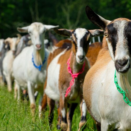 Goat Rearing Methods!