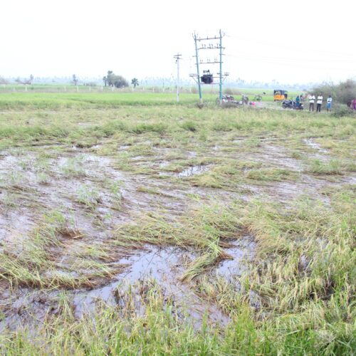 புயலில் பாதித்த நெற்பயிரைக் காக்கும் முறைகள்!