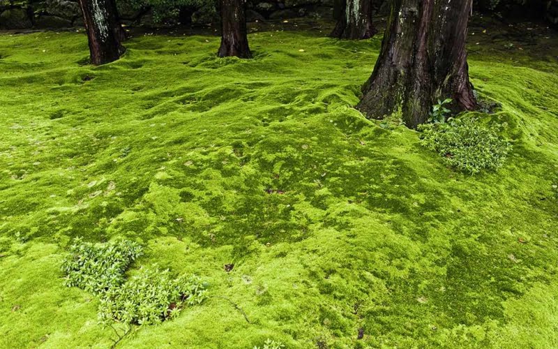 பாசி Moss floor GettyImages 1024x682 56a594395f9b58b7d0dd75a9