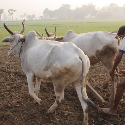 பாரம்பரிய மீட்பும் இரசாயனம் இல்லாத விவசாயமும்!