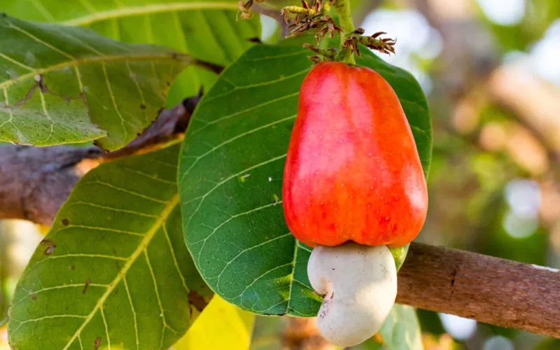 Strategies for Increasing Cashew Yield!