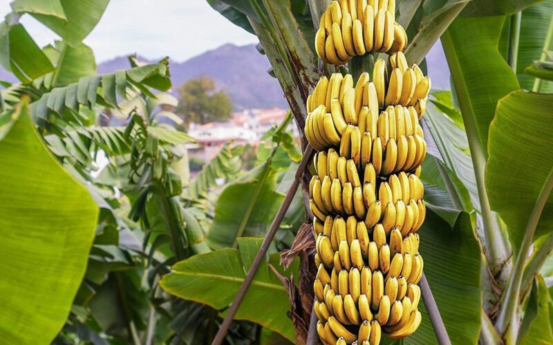 Banana Cultivation!