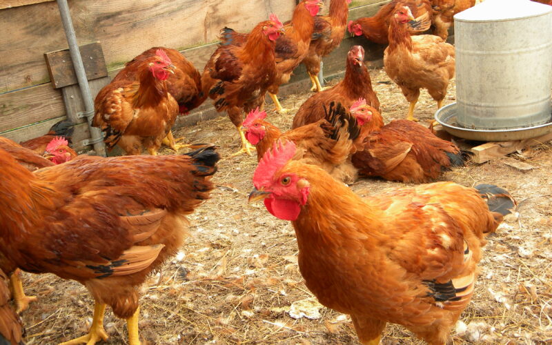 Poultry rural poultry farming1 769cba76ba1d397a7f4e62c32caebd2b