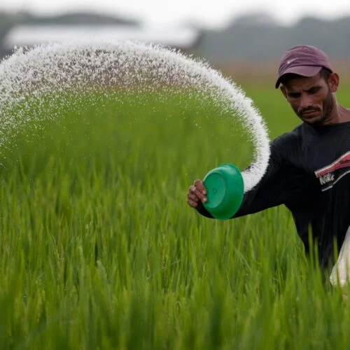 Does more fertilizer mean more yield?