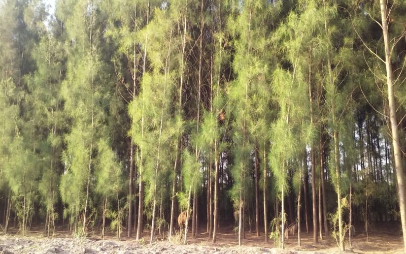 Casuarina Casuarina Cultivation