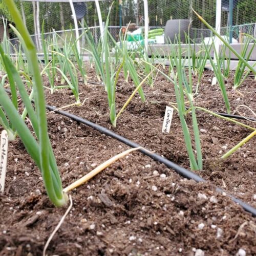 Small Onion Cultivation!