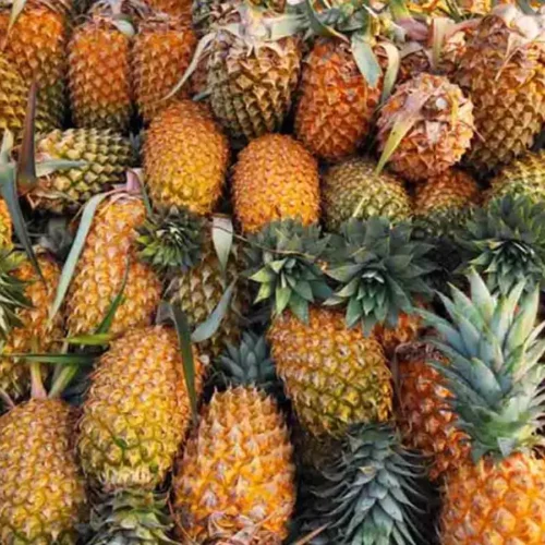 Pineapple: The Marvelous Fruit!
