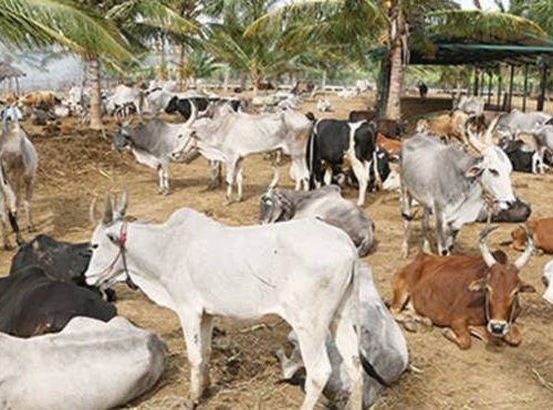 Cattle Breeds of Tamil Nadu!