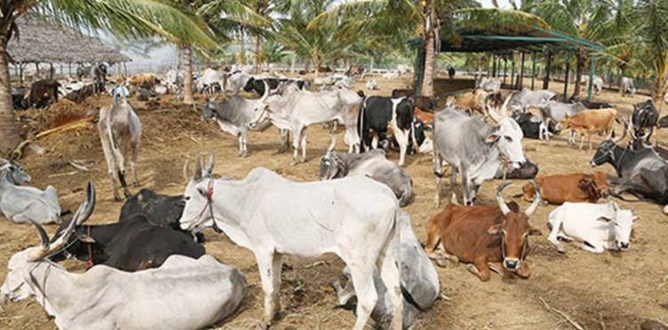 Tamil Nadu’s Indigenous Cattle Breeds!