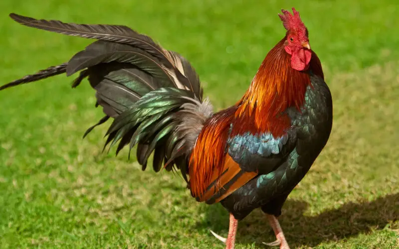 Indigenous Chicken நாட்டுக்கோழி