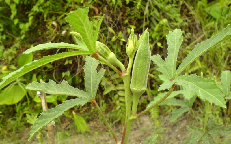 Okra Cultivation வெண்டை