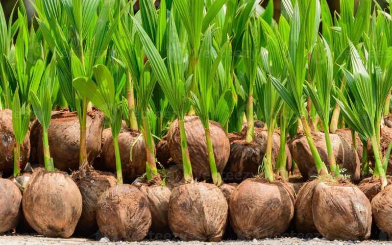 தென்னங்கன்று COCONUT SEEDS