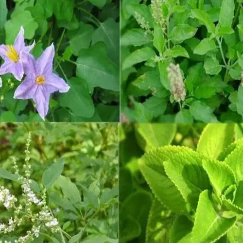 Important Medicinal Herbs!