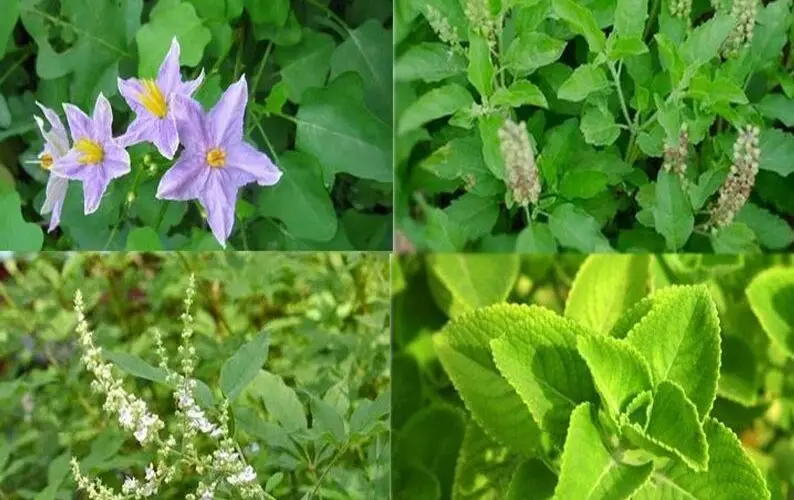 Medicinal Herbs mooligai