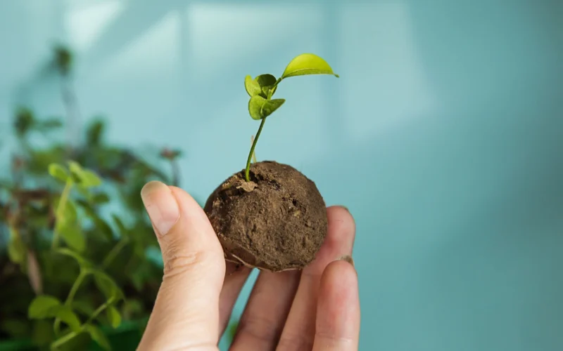 விதைப் பந்து seed balls