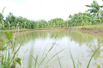 Fish Farming in Farm Ponds!