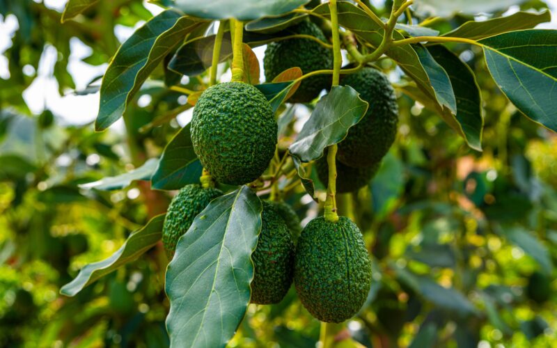 வெண்ணெய்ப் பழம் Avocado Tree