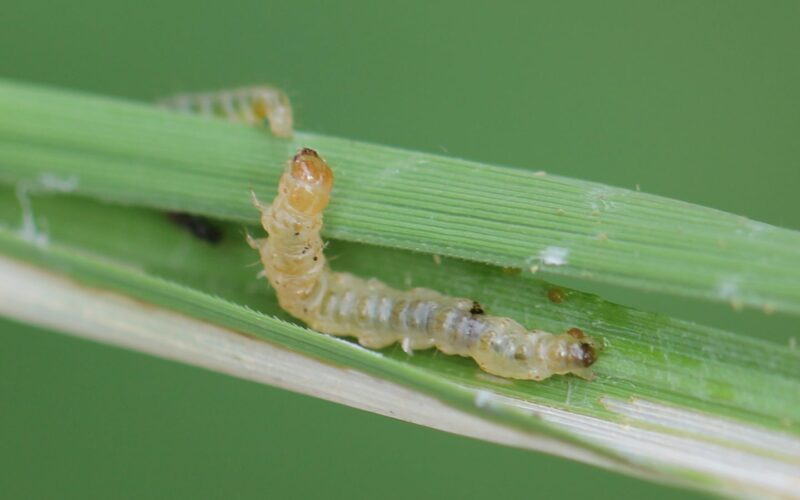 Paddy Leaf Roller Caterpillars