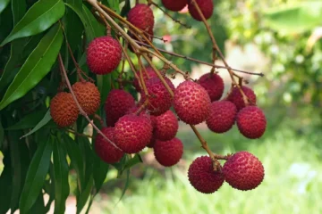 Litchi Fruit Cultivation!