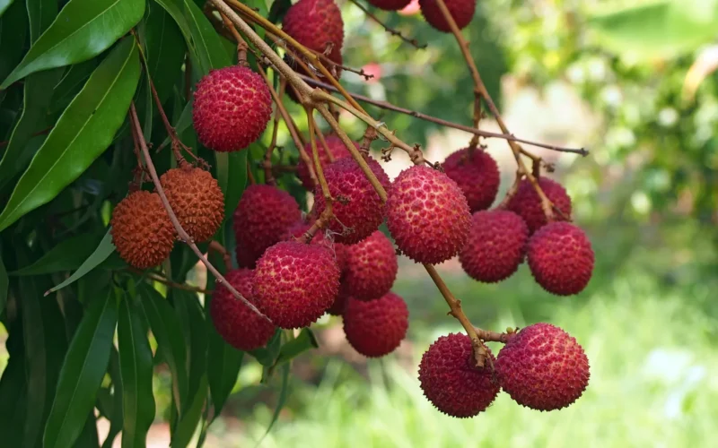 Litchi Fruit Lychee fruit tree plant