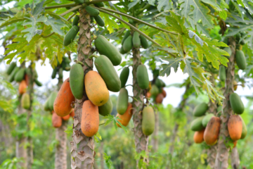 Diseases Affecting Papaya!