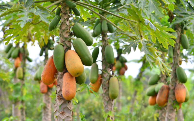 பப்பாளி Papaya