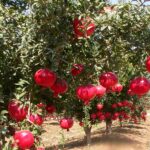 Diseases Affecting Pomegranates!