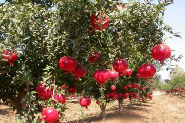 Diseases Affecting Pomegranates!