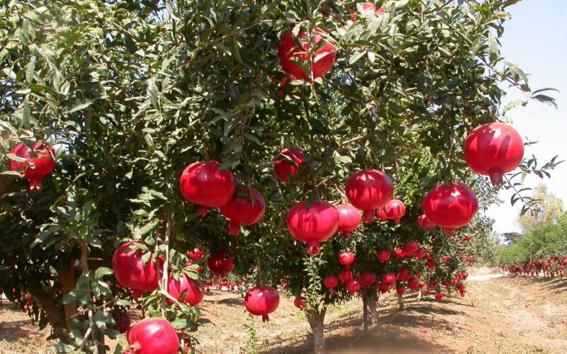 மாதுளை Pomegranate Farming