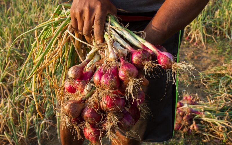 வெங்காய SMALL ONION 1